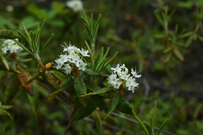 DSC_8844.jpg