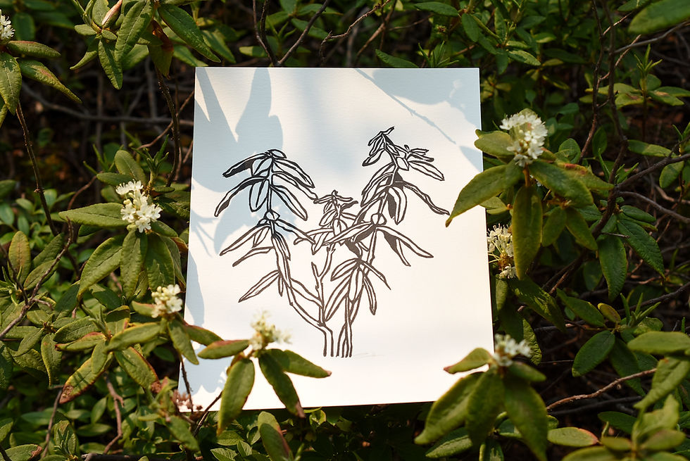 Labrador Tea