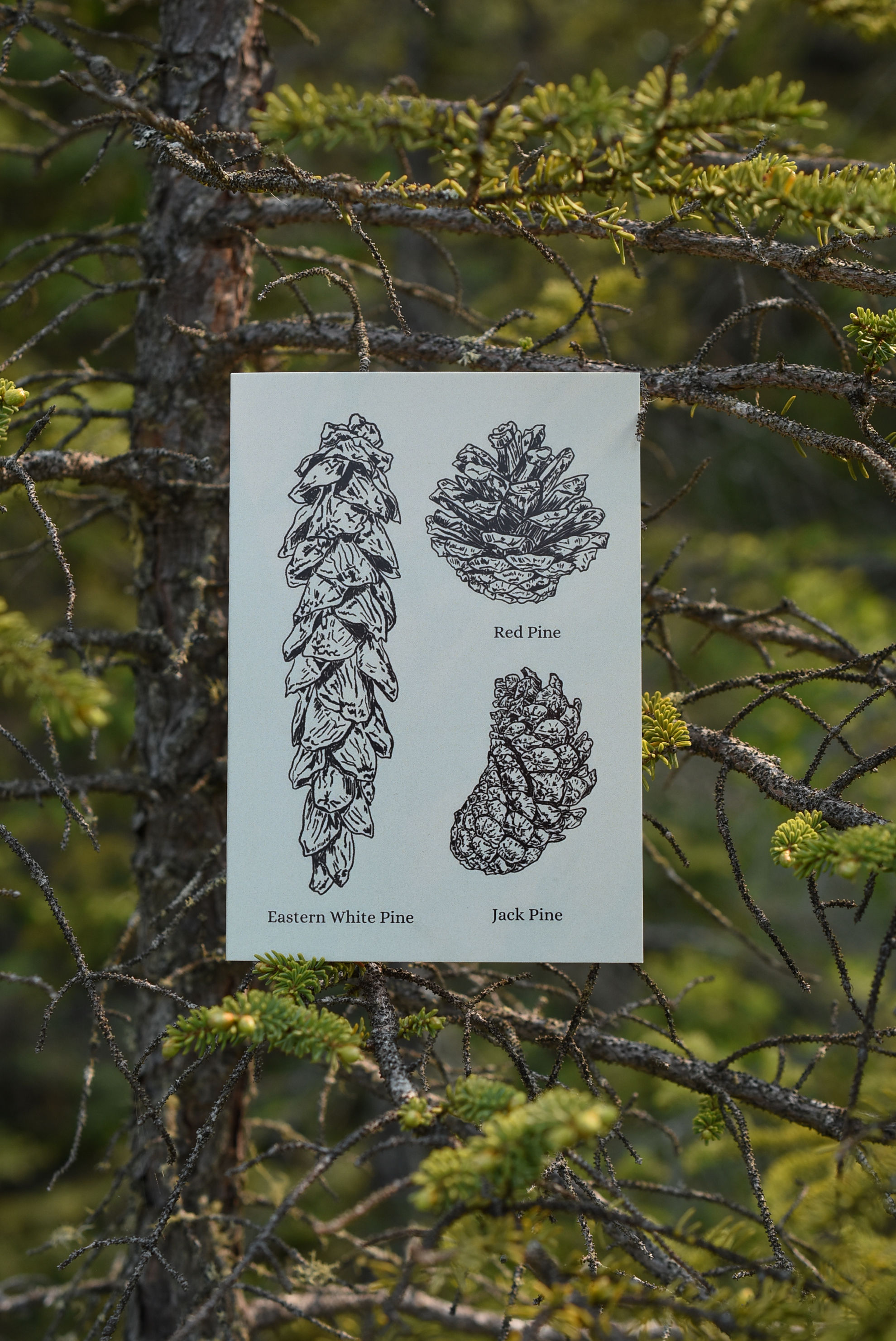 Boreal Pines Card