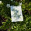 Thumbnail: Canada Anemone
