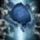 D Blue Turtles   