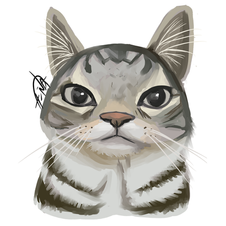 Gato meme