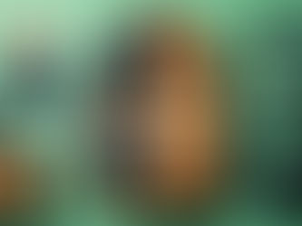 Well organised bug out bag