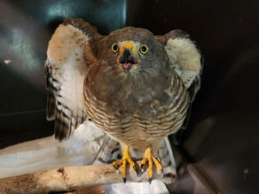 Roadside hawk at Belize Bird Rescue
