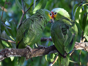 Loving Parrots Doesn’t Mean Owning Them