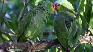Loving Parrots Doesn’t Mean Owning Them