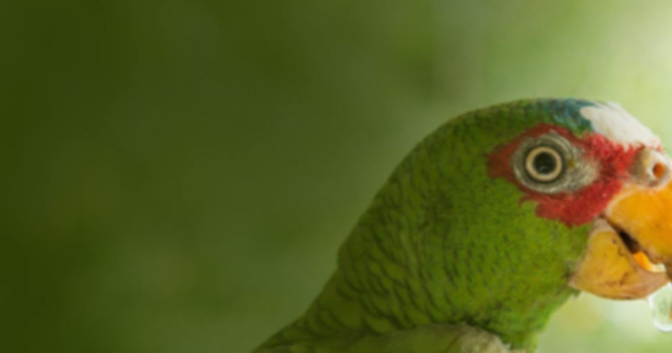 bbr-banner_news.jpg