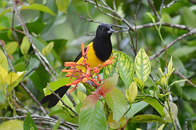 bleack_cowled_oriole_2016.jpg