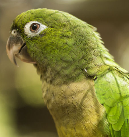 Olive-throated parakeet