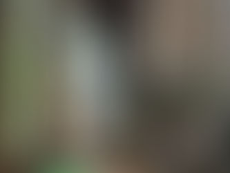 A juvenile Grey Hawk recovers and returns to the wild