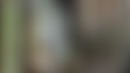 A juvenile Grey Hawk recovers and returns to the wild