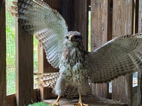 A juvenile Grey Hawk recovers and returns to the wild