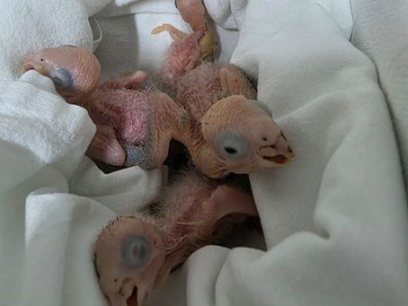 Baby parrots