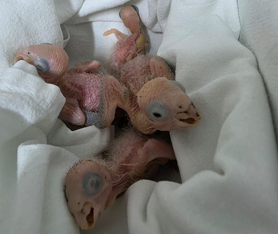 Baby parrots