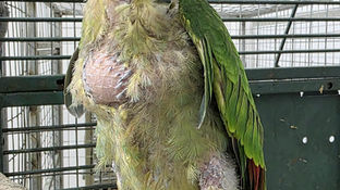 Recovering young Red-lored Amazon at Belize Bird Rescue