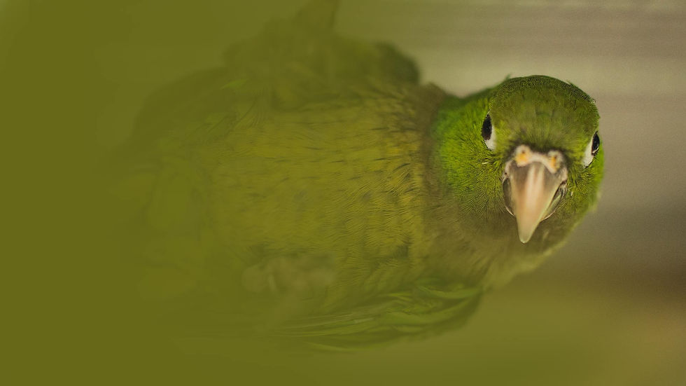 bbr-banner_hanging-parrot.jpg