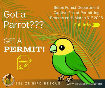 Belize's Captive Parrot Permitting process ends March 31st 2026
