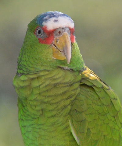 White-fronted parrot