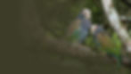 bbr-banner_white-head.jpg