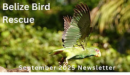 Newsletter Header template (3).jpg