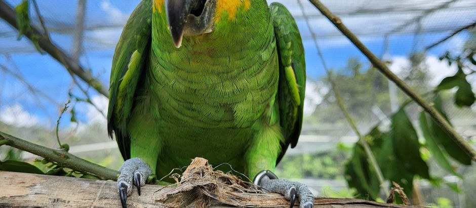 Red-lored Amazon parrot at Belize Bird Rescue