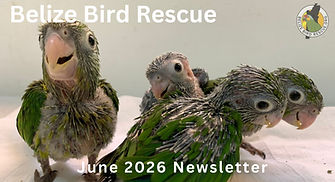 Newsletter Header template (11).jpg