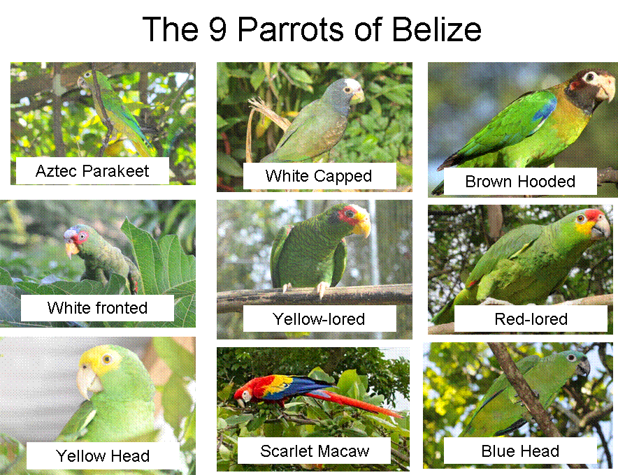 parrots.gif