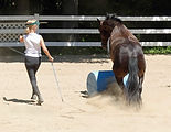 GiGi jumping barrel at Donna's.jpg