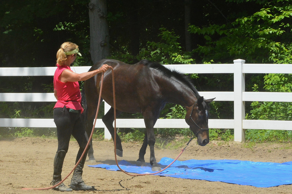 asking a horse to walk over tarp