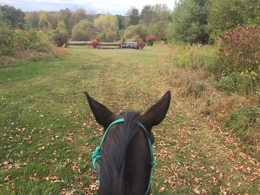 Horse ears communicating: relaxation