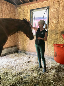 Understanding Why Horses Are Herd Bound Barn Sour Or Buddy Sour