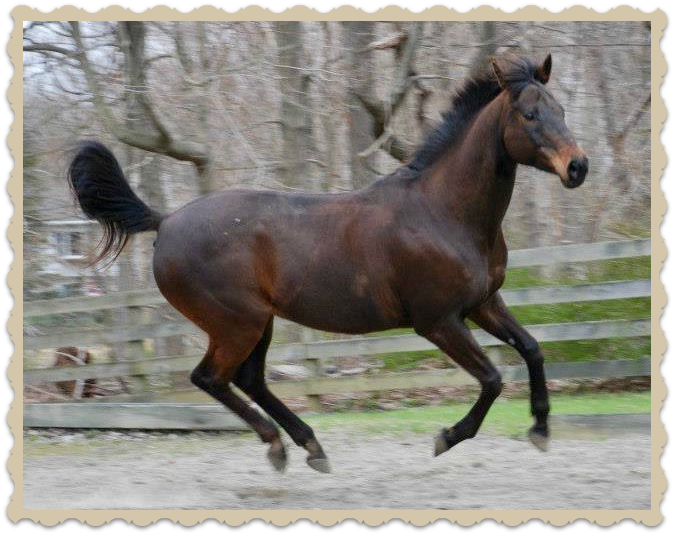 Scared horse