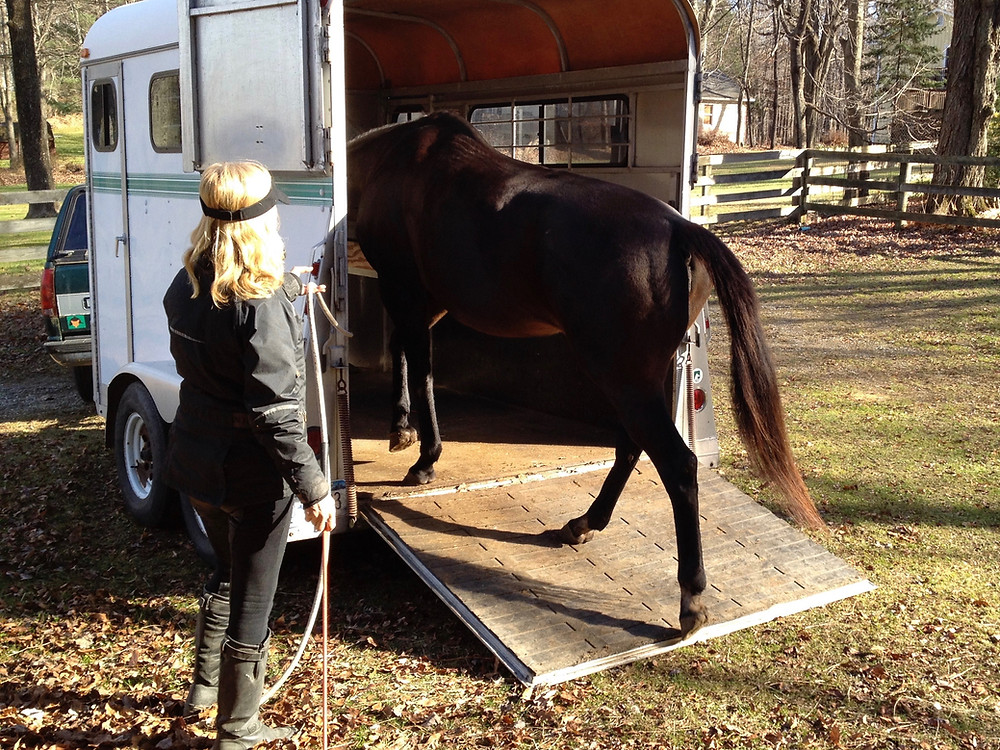 horse trailer loading