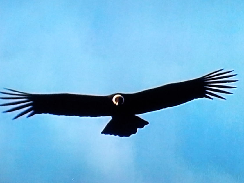 Condor Andino -Vultur gryphus - Familia: Cathartidae