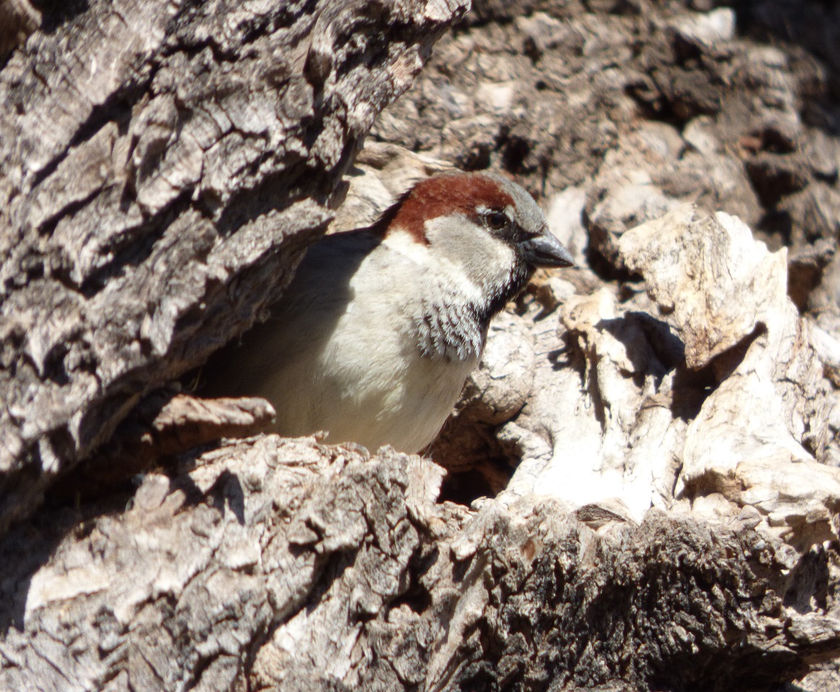 Gorrión - Passer Domesticus. Familia: Passeridae
