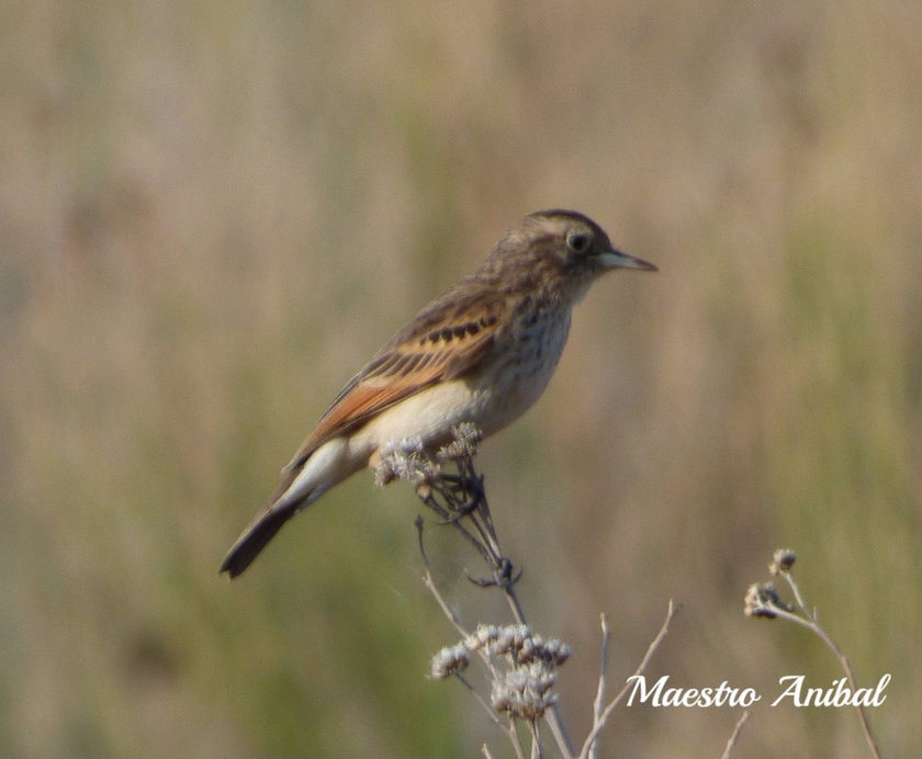 Pico de plata ( hembra ) -Hymenops persipicillatus - Familia: Tyrannidae