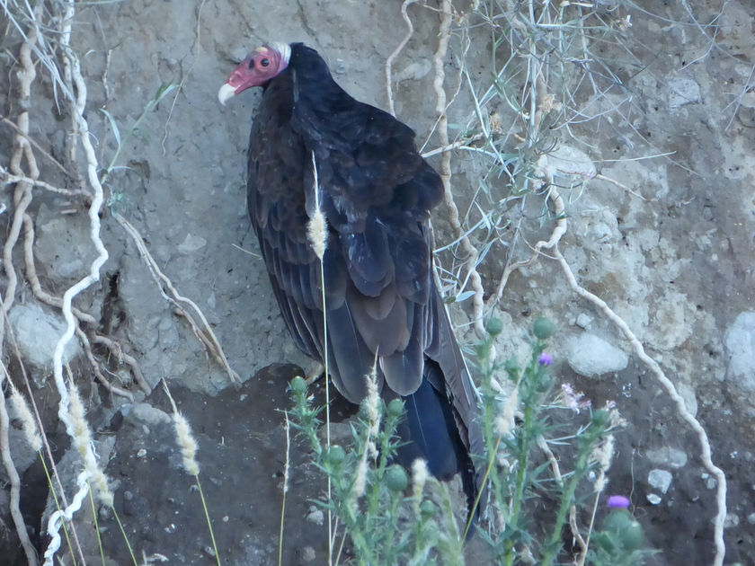 Jote cabeza colorada -Cathartes aura - Familia: Cathartidae