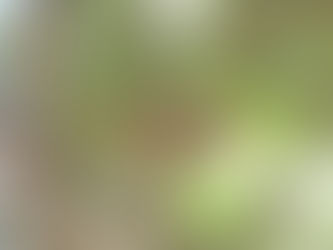 Ratona Común - Troglodytes aedon- Familia: Troglodytidae