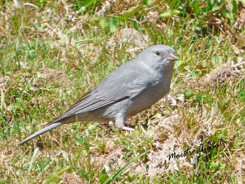 Yal plomizo -Phrygilus unicolor - Familia: Thraupidae