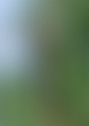 Tijereta - Tyrannus savana-Familia: Tyramidae