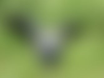 Tero Común ( macho y hembra similares)             Vanellus chilensis                               