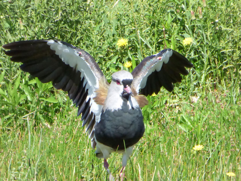 Tero Común ( macho y hembra similares)             Vanellus chilensis                               