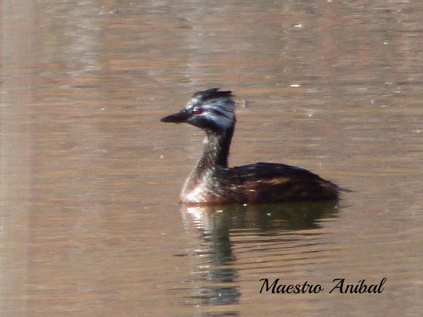 Macá Común - Rollandia rolland - Familia : Podicipedidae