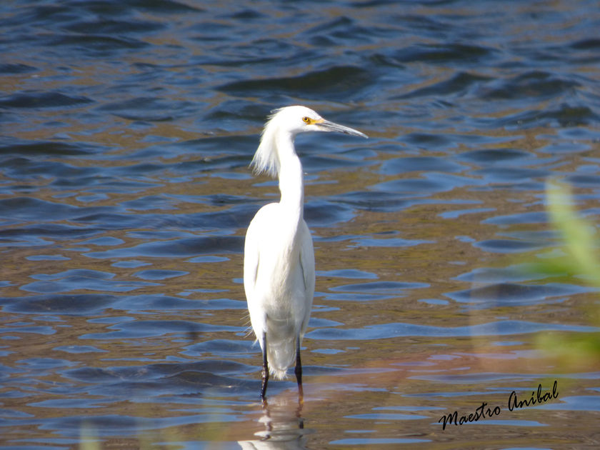 Garcita blanca - Egretta thula - Familia: Ardeidae