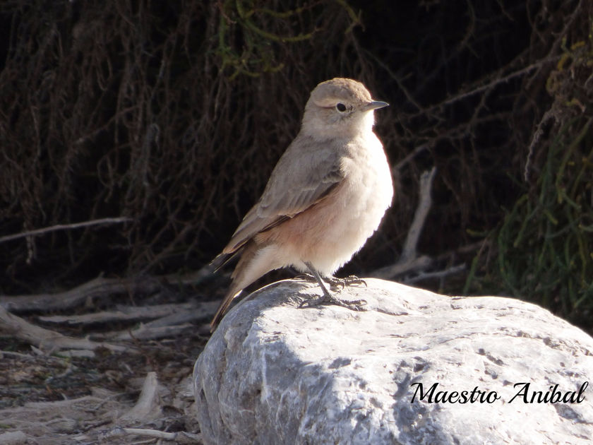 Caminera colorada - Geositta rufipennis -  Familia: Furnariidae