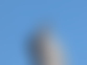 Churrinche (hembra) Pyrocephalus rubinus - Familia: Tyrannidae