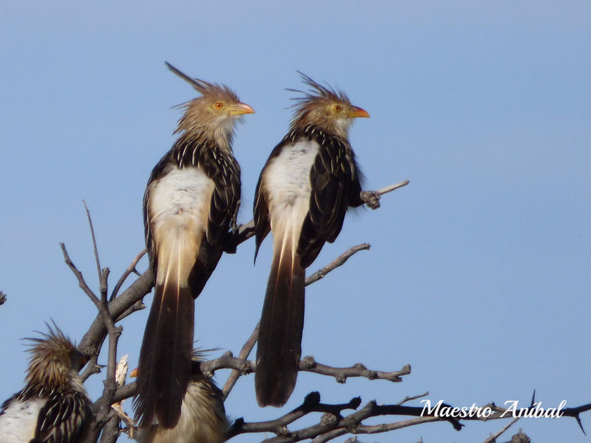 Pirincho -Gira-Gira- Familia: Cuculidae