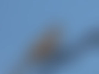 Torcacita común - Columbina picui - Familia: Columbidae