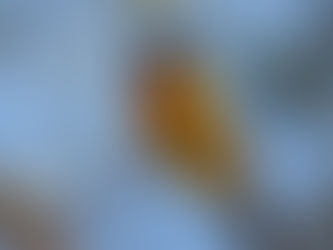 Naranjero (macho) - Thaupis bonariensis- Familia: Thraupidae