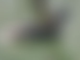 Macá Pico Grueso - Podylimbus podiceps - Familia: Podicipedidae